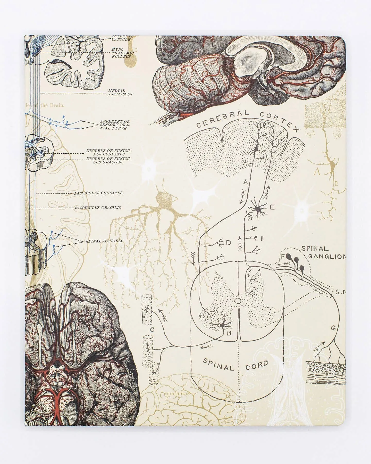 Brain & Neuroscience Lab Notebook